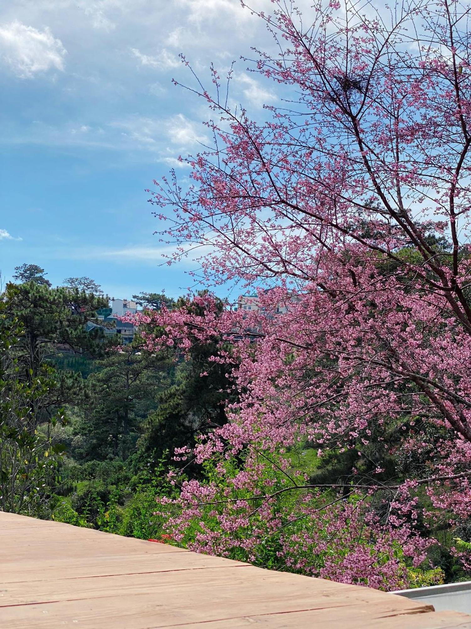 Dalat Memories Homestay - Pho Suong Mo 달랏 외부 사진